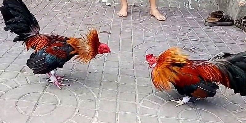 Cách chơi đá gà Thomo: Tối ưu cơ hội chiến thắng của kê thủ