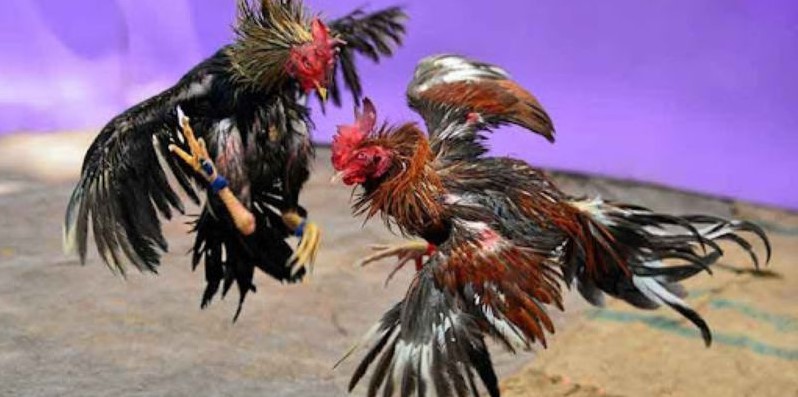 Cách chơi đá gà Thomo: Tối ưu cơ hội chiến thắng của kê thủ