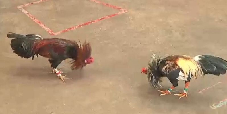 Cách chơi đá gà Thomo: Tối ưu cơ hội chiến thắng của kê thủ