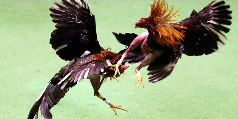 Cách chơi đá gà Thomo: Tối ưu cơ hội chiến thắng của kê thủ